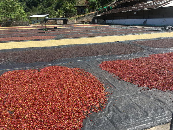 Coffee processing and coffee flavour