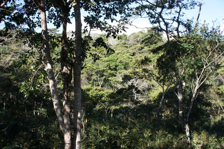 Why Choose Organic Coffee?