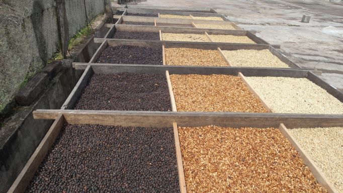 Coffee Varieties and Processing