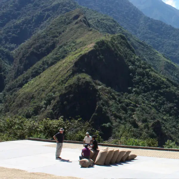 Organic coffee farm IncaFé