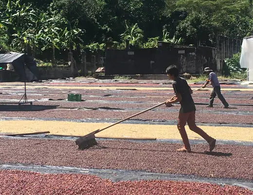Joop Verbeek of IncaFé with coffee farmer in Peru, organic coffee trees and shade canopy