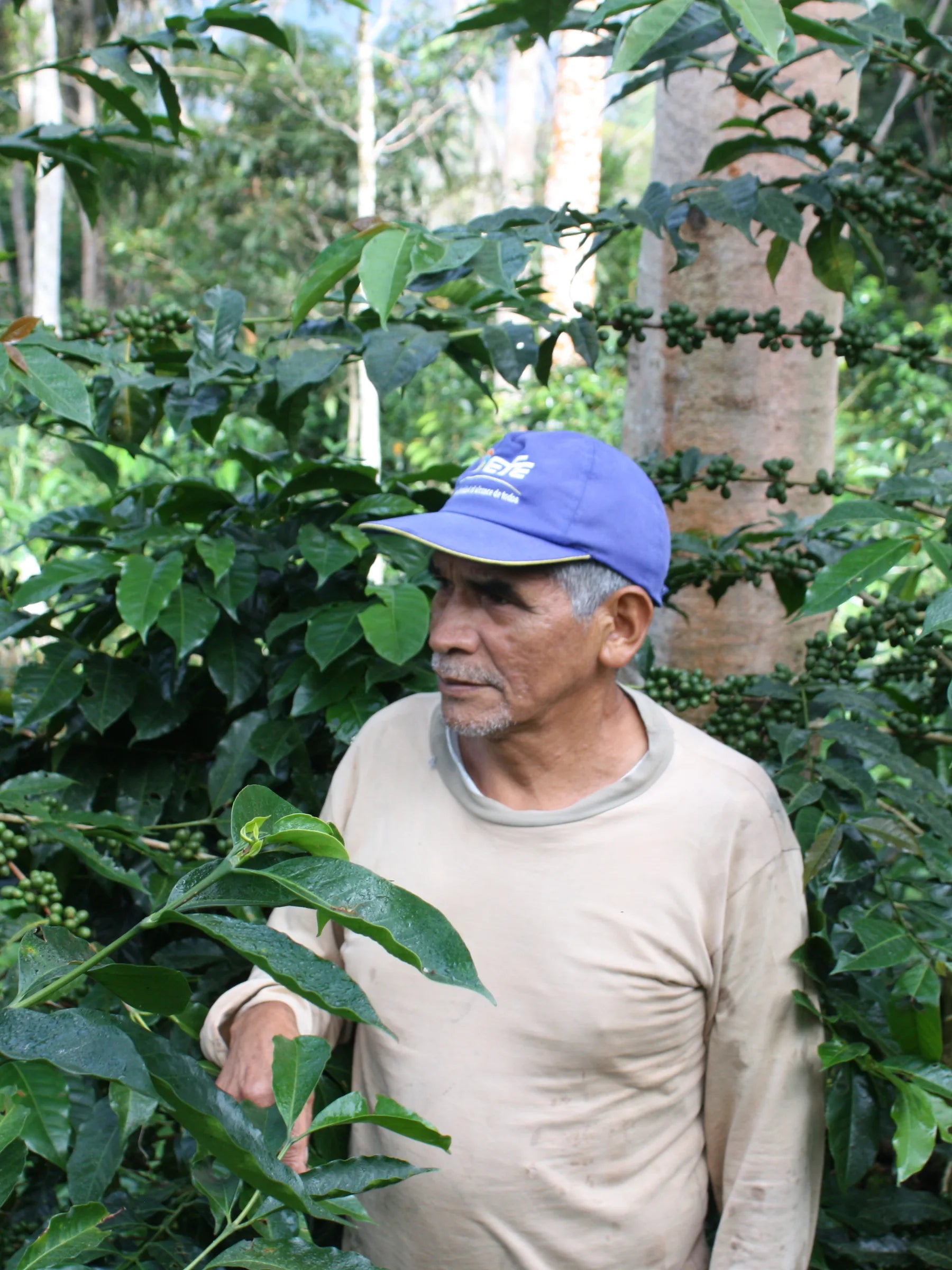 Joop Verbeek of IncaFé with coffee farmer in Peru, organic coffee trees and shade canopy