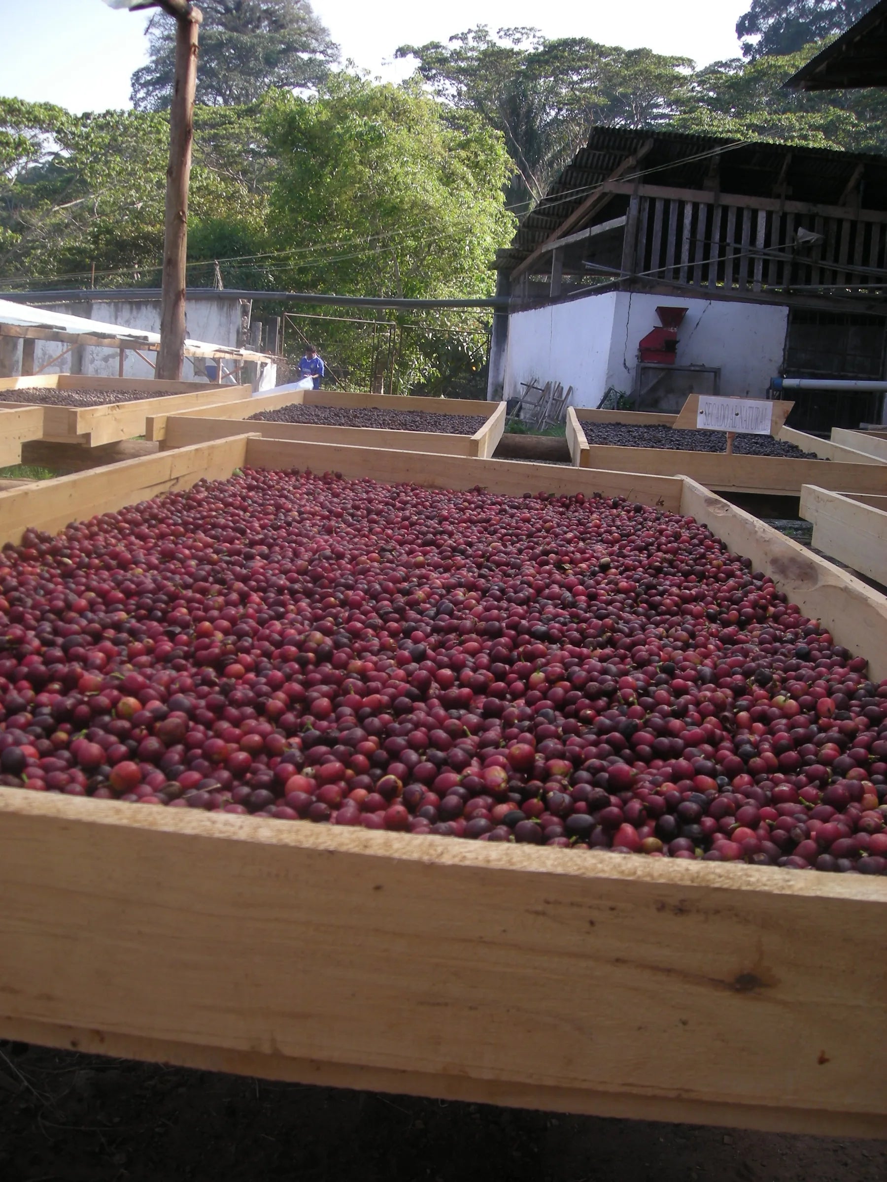 Ripe coffee cherries drying on raised beds at origin