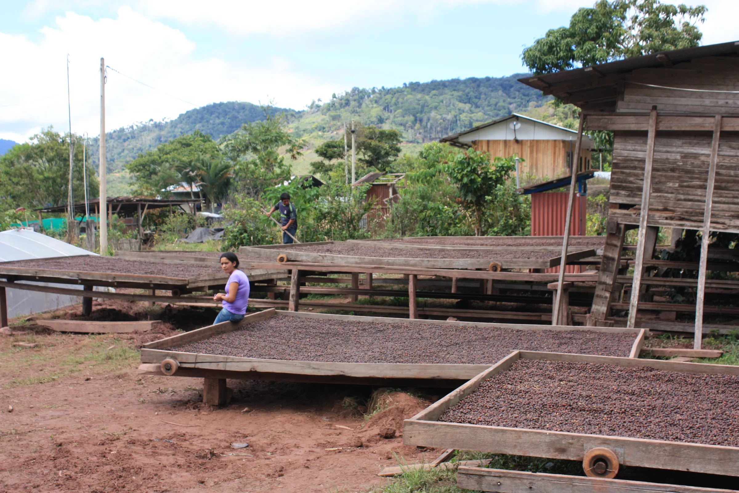 Workers turning coffee on raised drying beds at origin