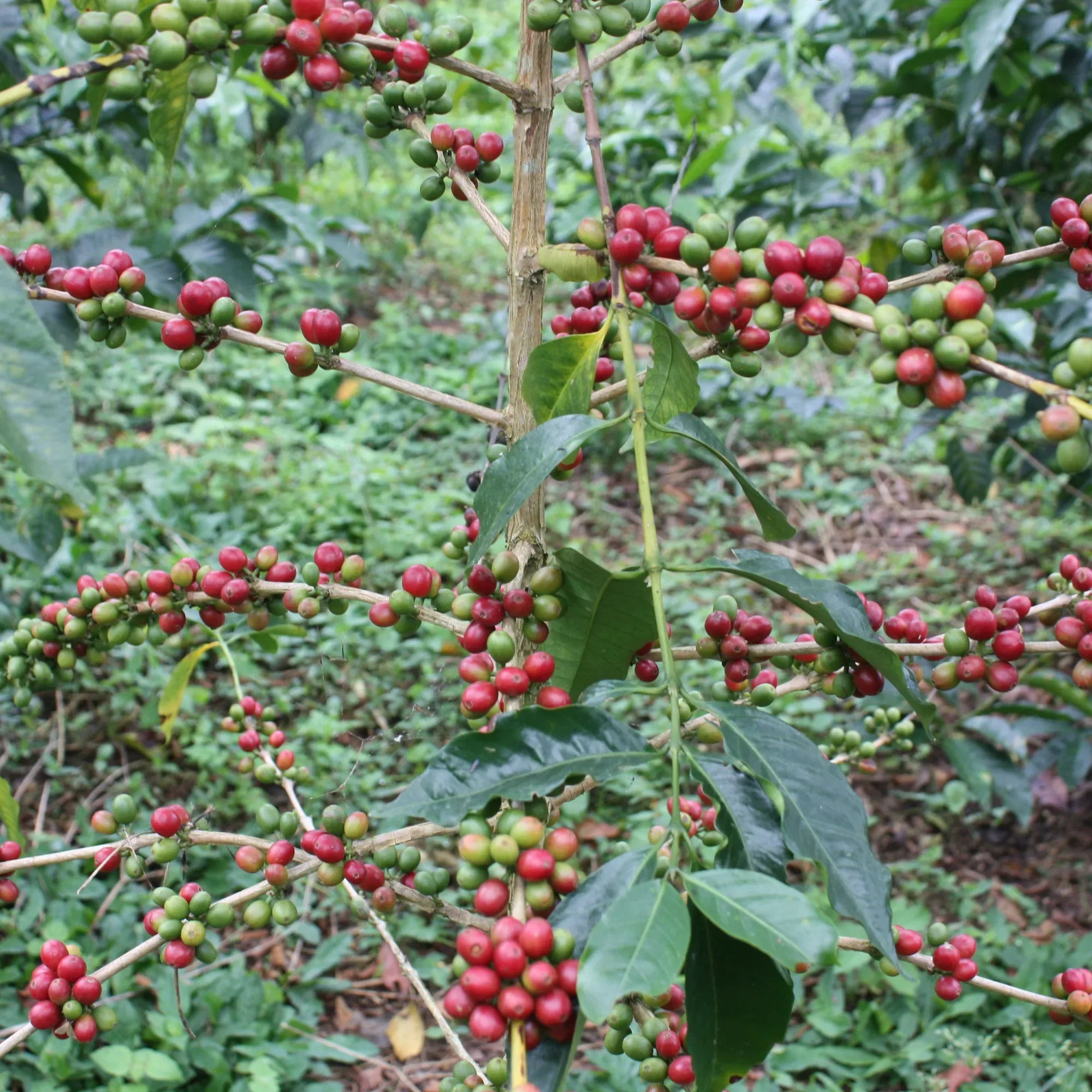 Geisha coffee cherries ripening on the branch