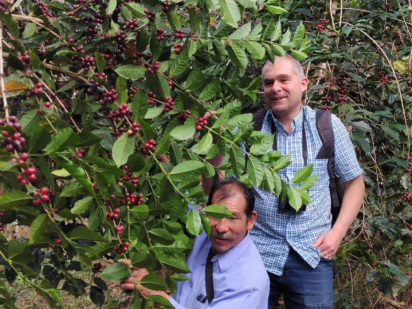 Joop visiting a farming partner among ripe coffee cherries