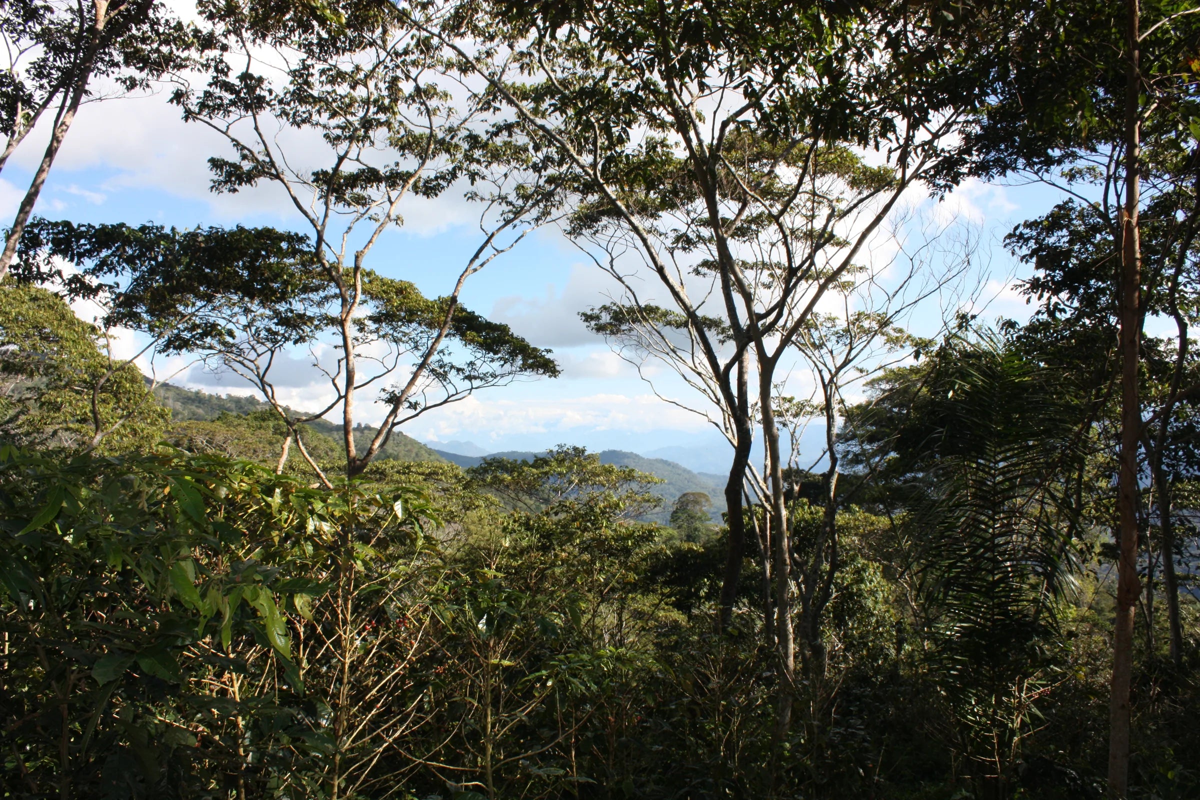 Organic coffee plants growing under shade trees in a forested ecosystem
