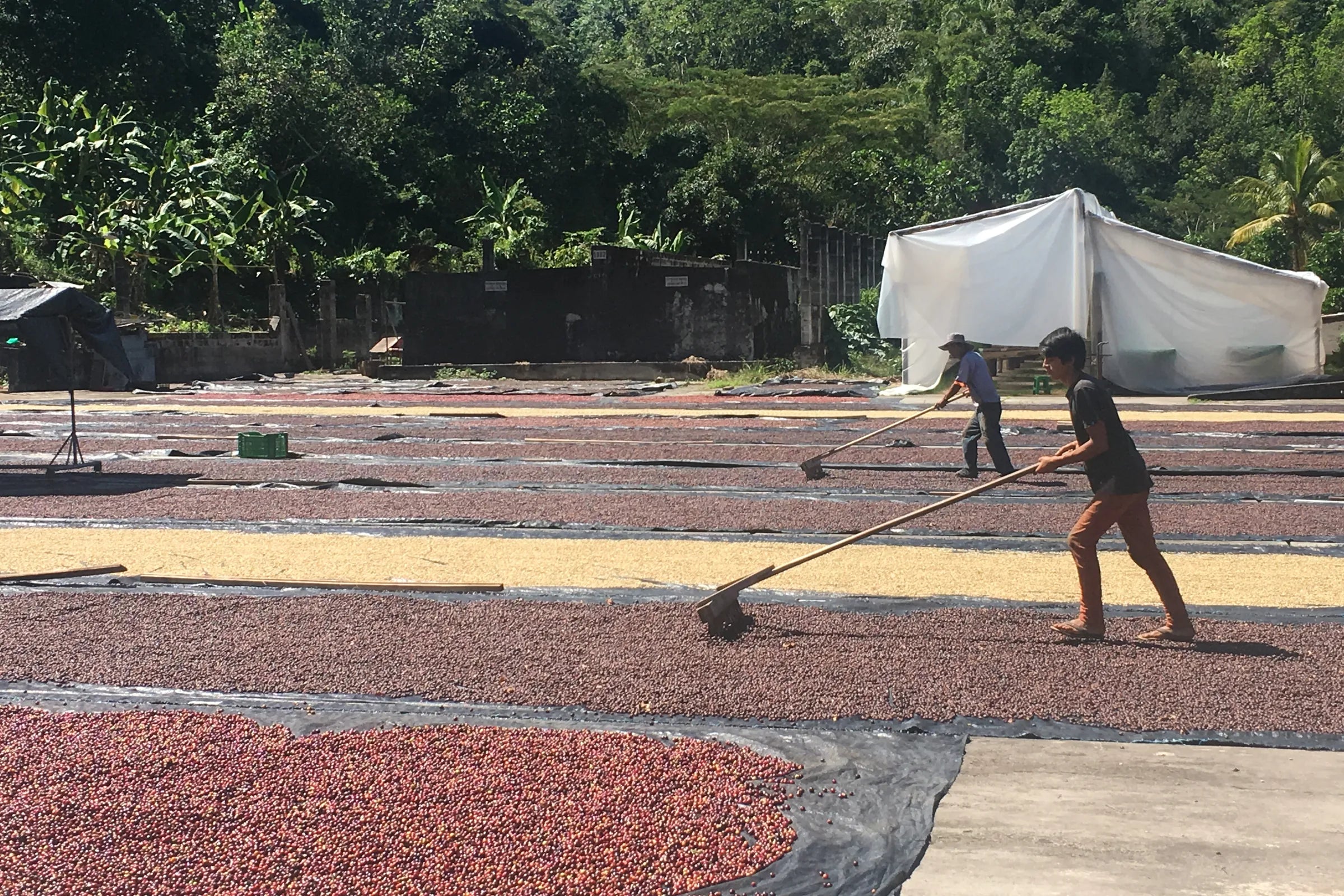 Small-farm coffee processing: workers raking parchment on a patio