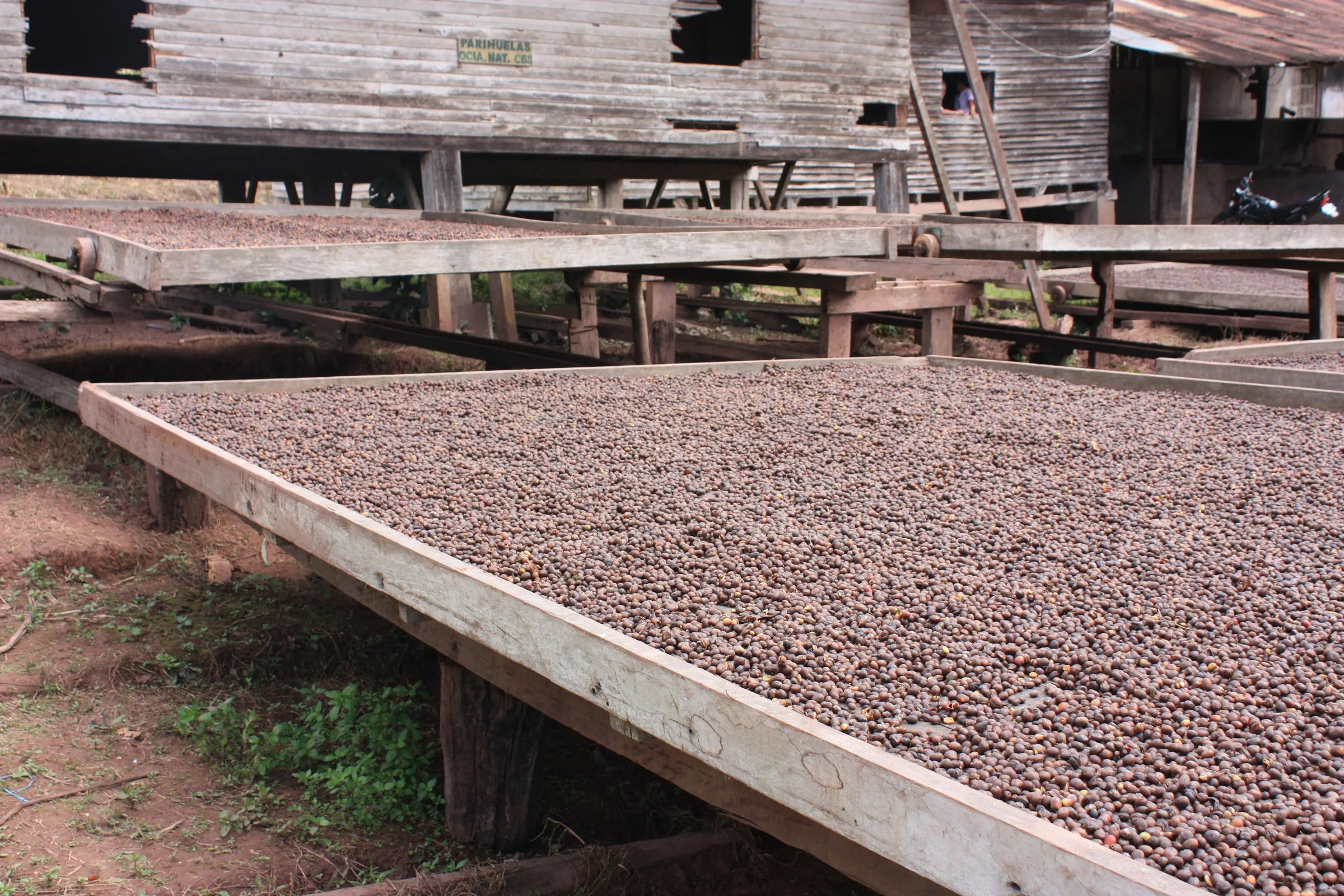 Coffee cherries drying in the sun on raised beds at a Peruvian farm